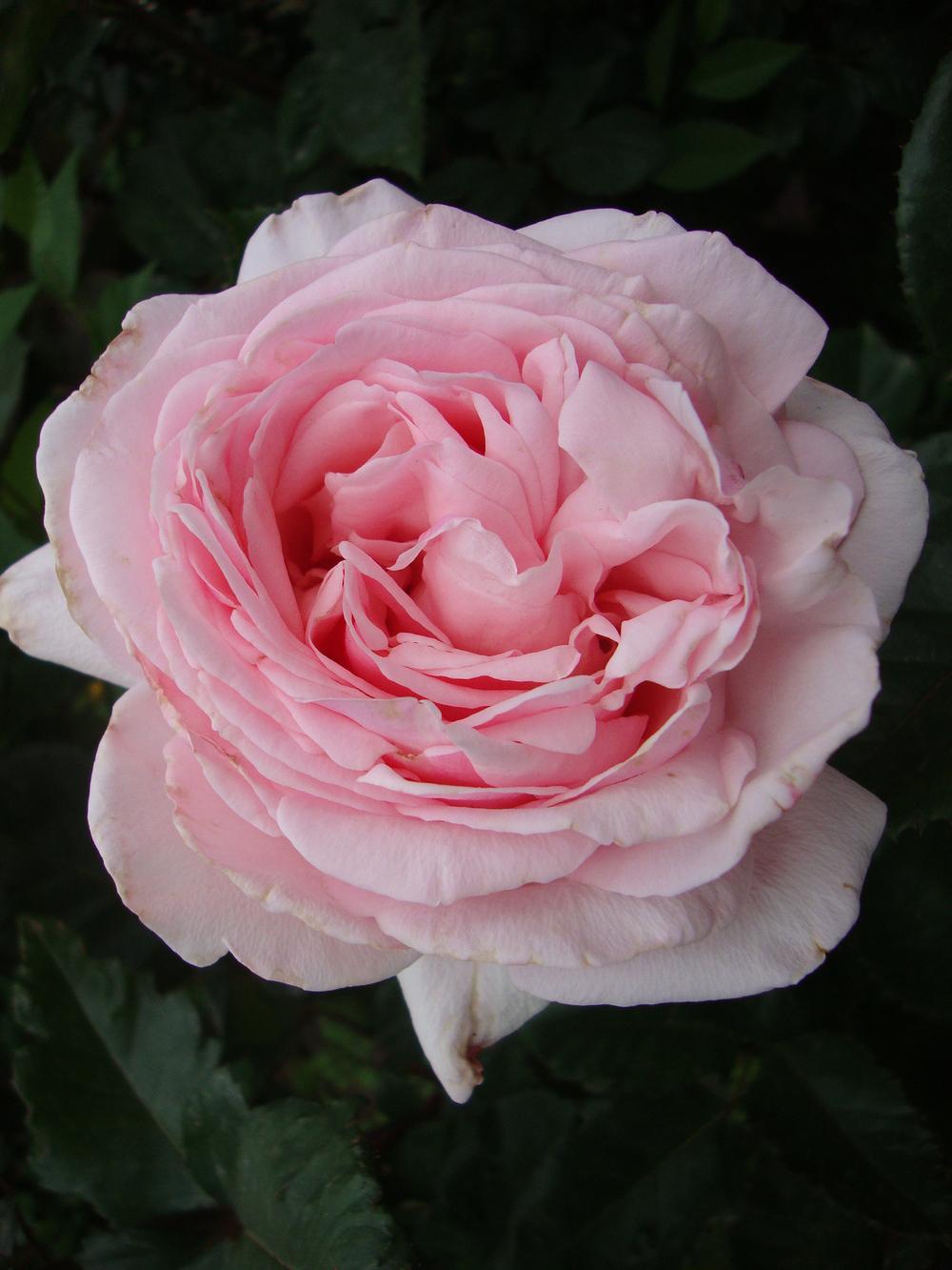 Photo of Rose (Rosa 'Tournament of Roses') uploaded by Paul2032