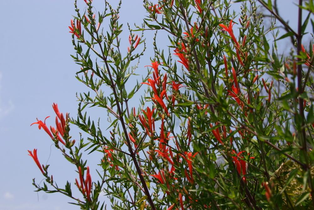 Photo of Flame Acanthus (Anisacanthus quadrifidus) uploaded by dave