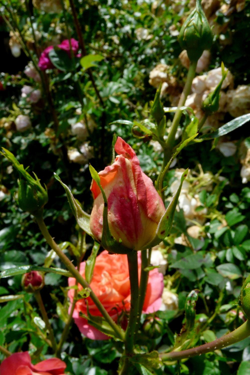Photo of Rose (Rosa 'Summer Sun') uploaded by kassiap