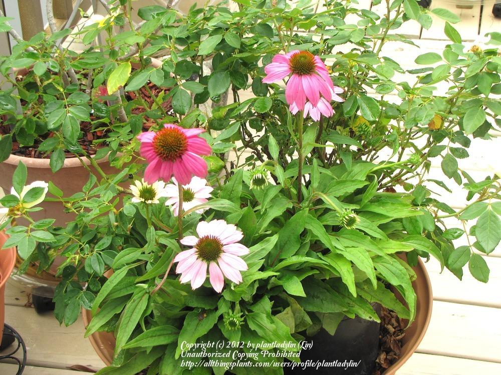 Photo of Coneflower (Echinacea purpurea PowWow® Wild Berry) uploaded by plantladylin