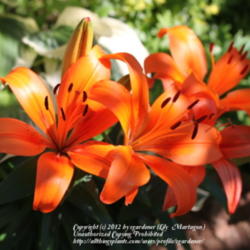 Location: My garden .
Date: 2012-06-05
Lilium 'Orange Matrix'