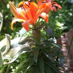 Location: My garden .
Date: 2012-06-05
Lilium 'Orange Matrix'