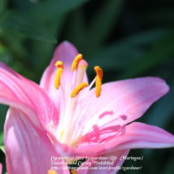 Location: My garden.
Date: 2012-06-05
Lilium 'Tiny Icon'