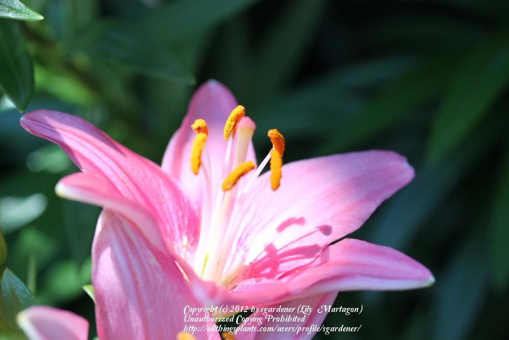 Photo of Lily (Lilium Lily Looks™ Tiny Icon) uploaded by sgardener