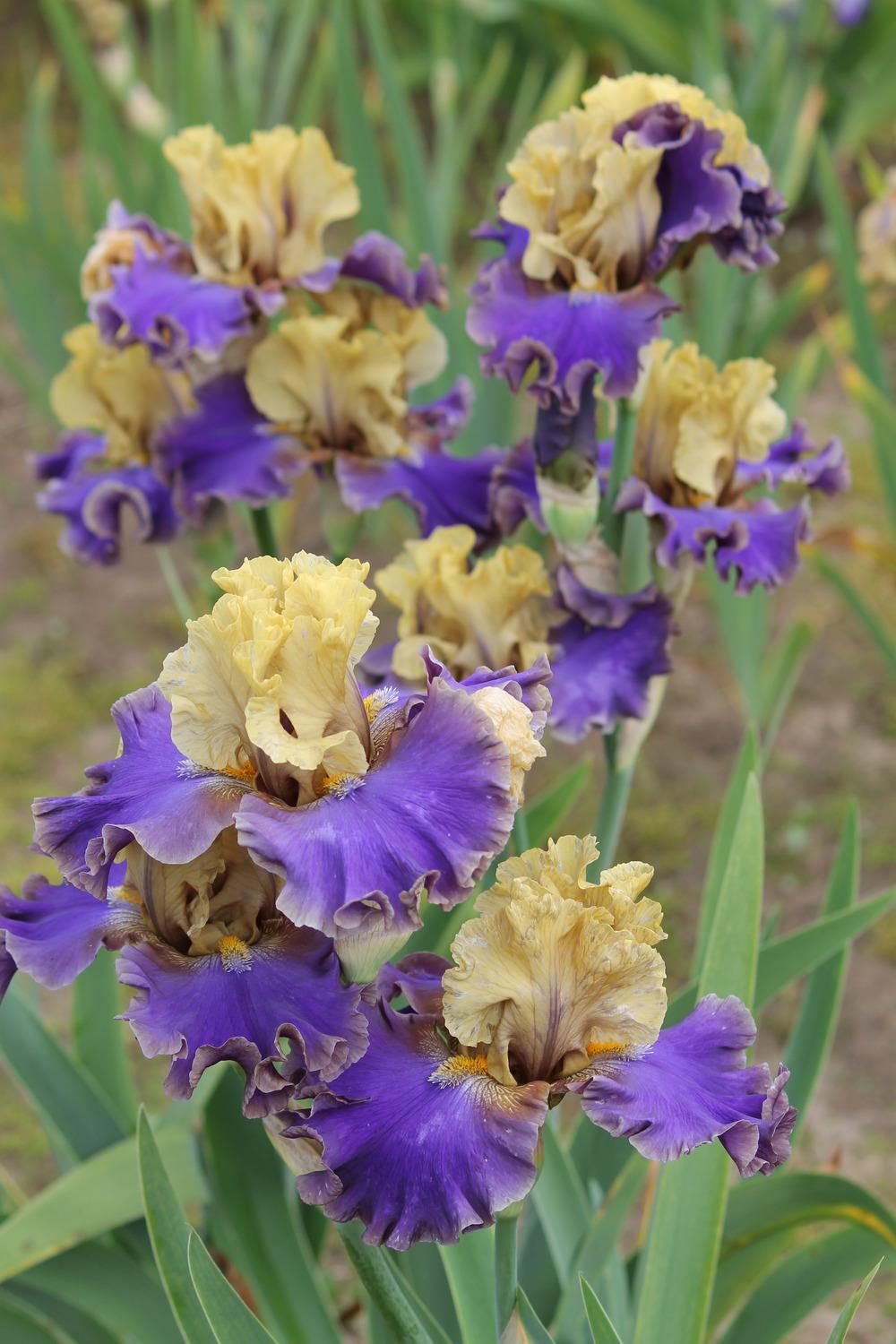 Photo of Tall Bearded Iris (Iris 'First Avenue') uploaded by ARUBA1334