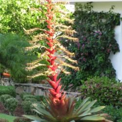 
Date: June 2011
quite an amazing sight, this bloomspike is appr. 9 ft tall.