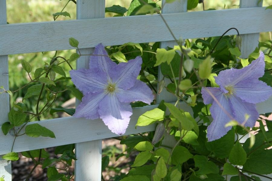 Photo of Clematis Blue Angel uploaded by JuliaNY