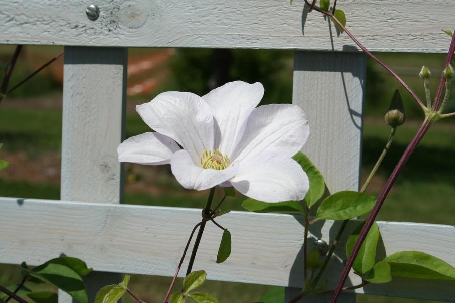 Photo of Clematis (Clematis viticella 'Huldine') uploaded by JuliaNY