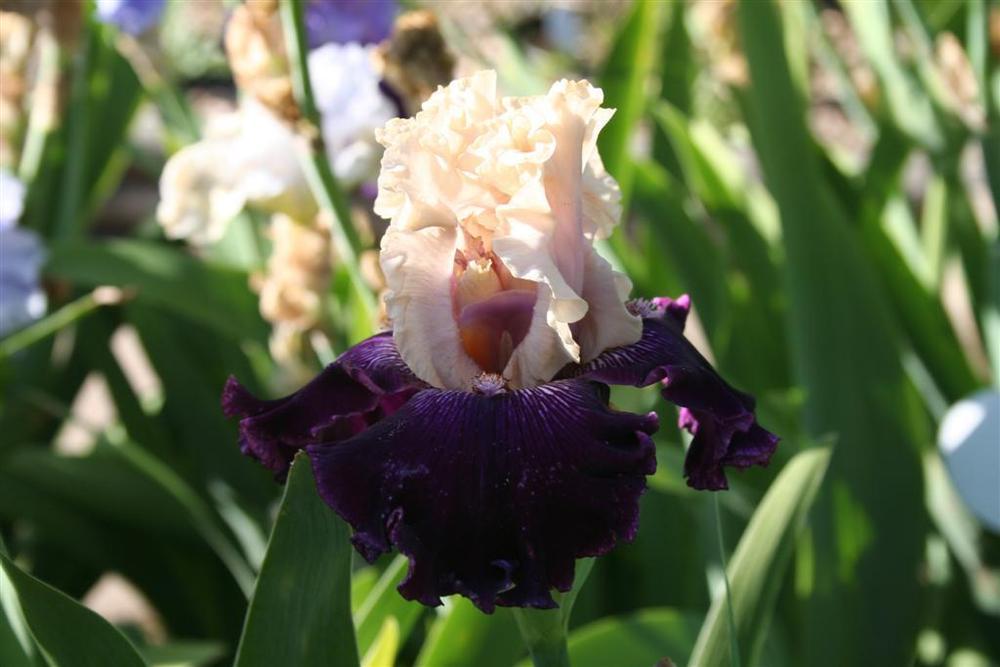 Photo of Tall Bearded Iris (Iris 'Gates of Rome') uploaded by KentPfeiffer