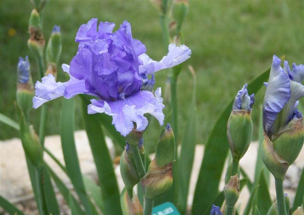 Photo of Tall Bearded Iris (Iris 'Honky Tonk Blues') uploaded by KentPfeiffer