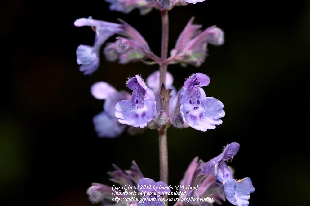 Photo of Catmint (Nepeta x faassenii 'Walker's Low') uploaded by bonitin