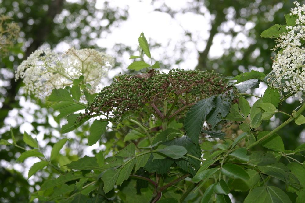 Photo of Elderberry (Sambucus nigra) uploaded by dave