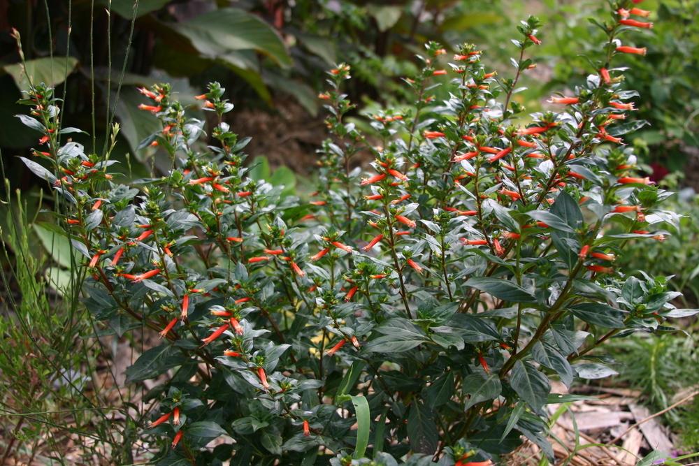 Photo of Firecracker Plant (Cuphea 'David Verity') uploaded by dave