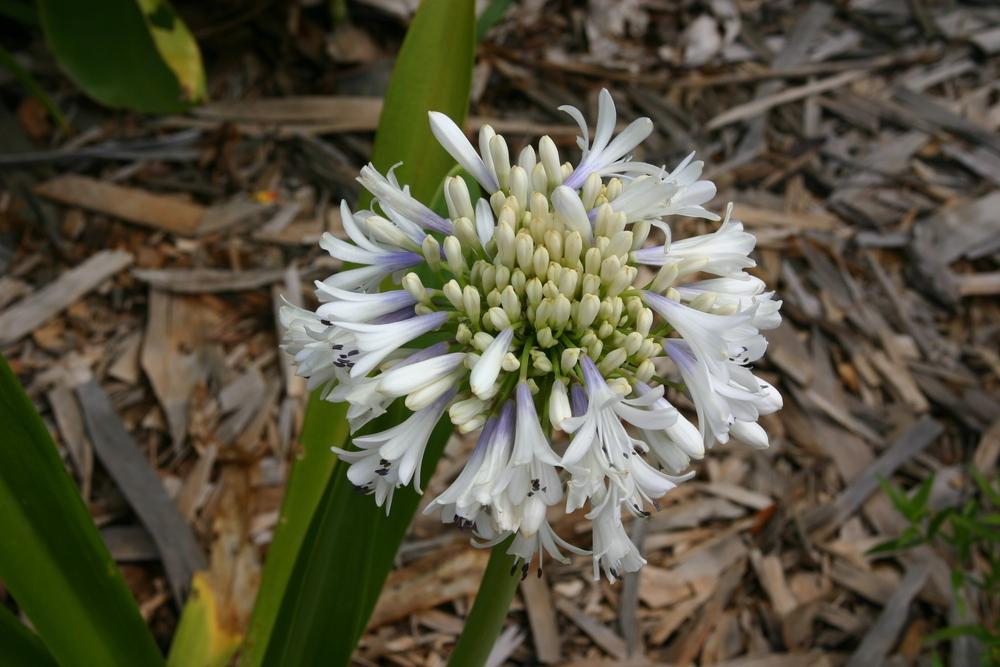 Photo of Lily of the Nile (Agapanthus praecox subsp. orientalis Queen Mum™) uploaded by dave