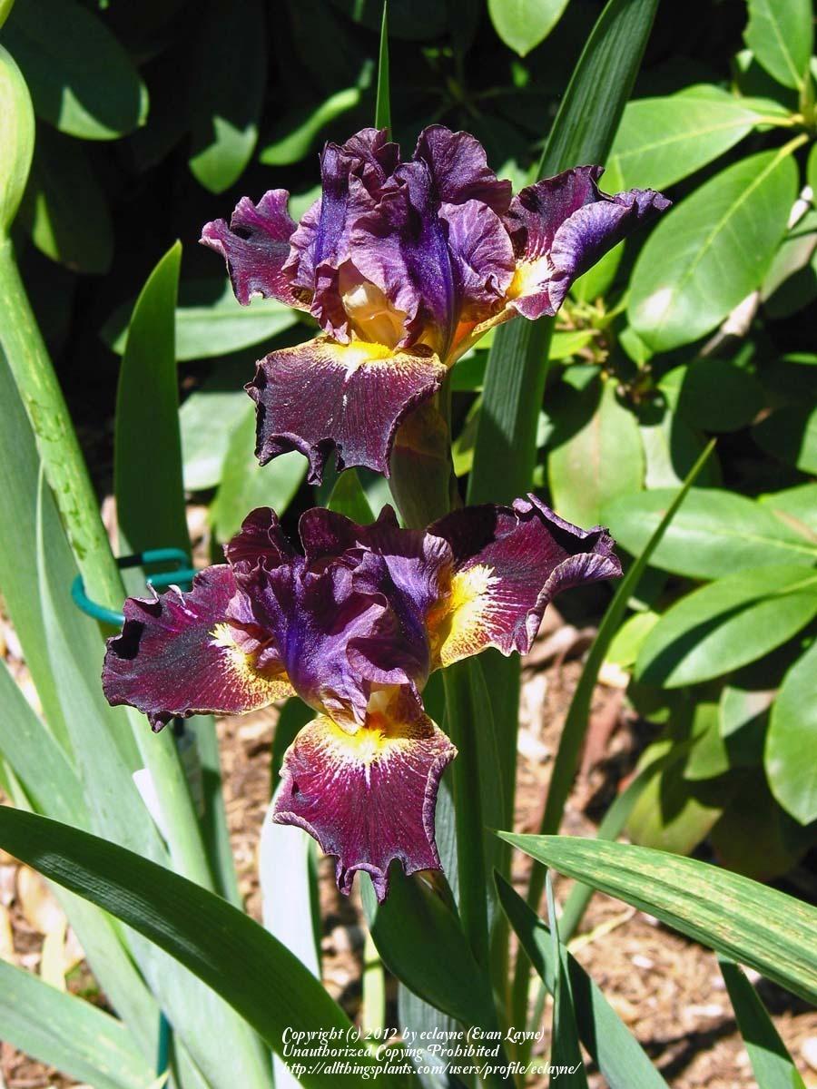 Photo of Intermediate Bearded Iris (Iris 'Oblivion') uploaded by eclayne