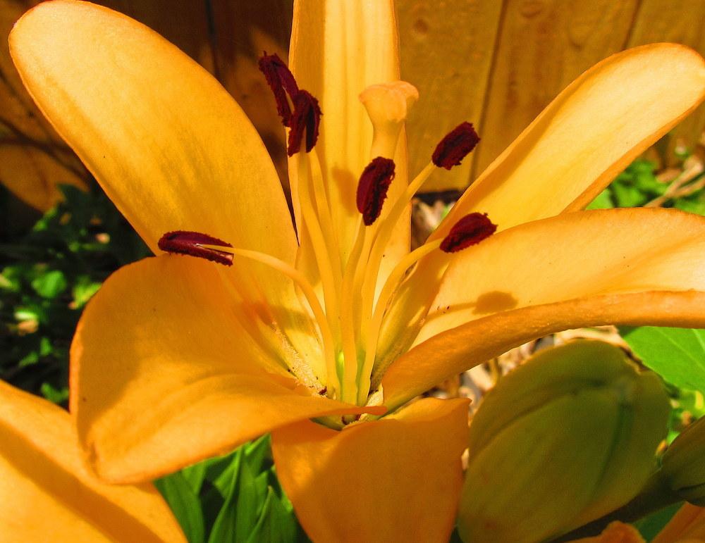 Photo of Lily (Lilium 'Menorca') uploaded by jmorth