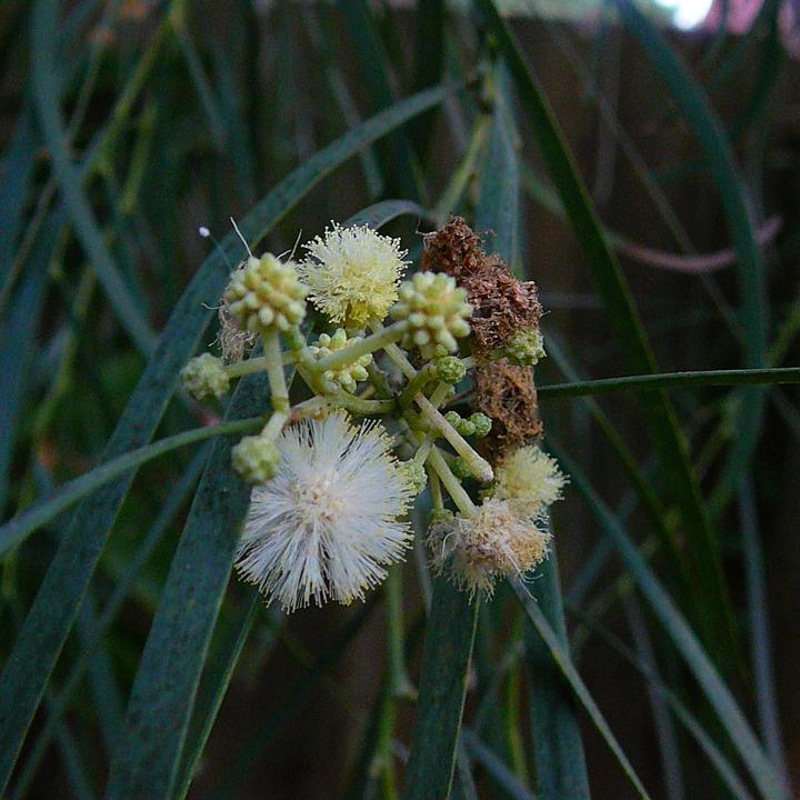 Photo of Shoestring Acacia (Acacia stenophylla) uploaded by krancmm
