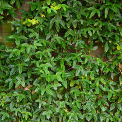 Location: My Garden - Lake Jackson, TX
Date: 2011-12-31
Vine can cover a wall or fence