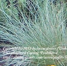 Photo of New Zealand Hair Sedge (Carex albula 'Frosted Curls') uploaded by lovemyhouse