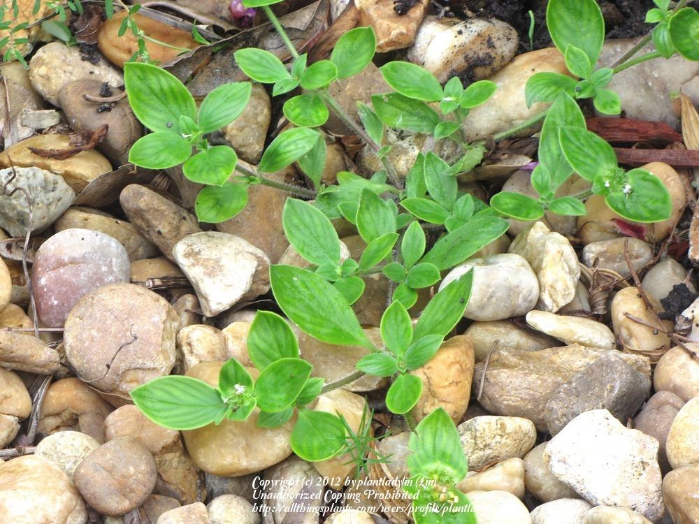Photo of Tropical Mexican Clover (Richardia brasiliensis) uploaded by plantladylin