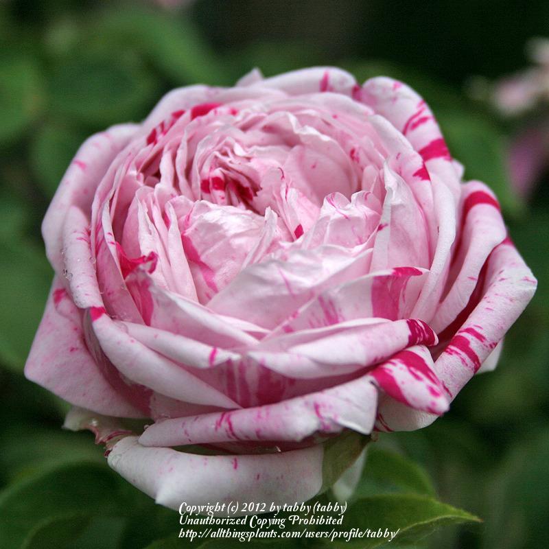 Photo of Rose (Rosa 'Variegata di Bologna') uploaded by tabby