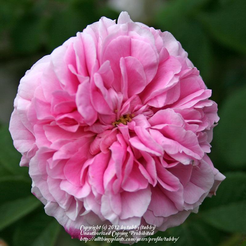 Photo of Rose (Rosa 'Pink Leda') uploaded by tabby