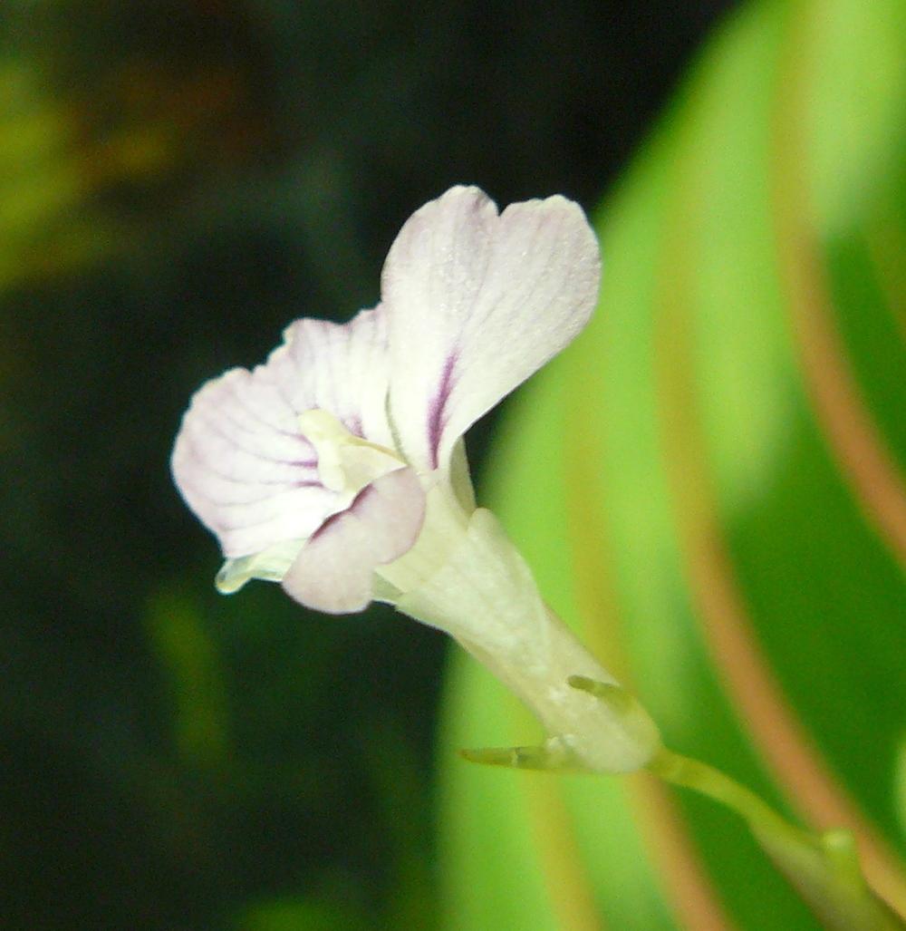 Photo of Prayer Plant (Maranta leuconeura) uploaded by threegardeners