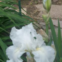 Location: In my sunny back hill garden in Wi.
Date: May 31,2011
Has bloomed twice for me in one season.