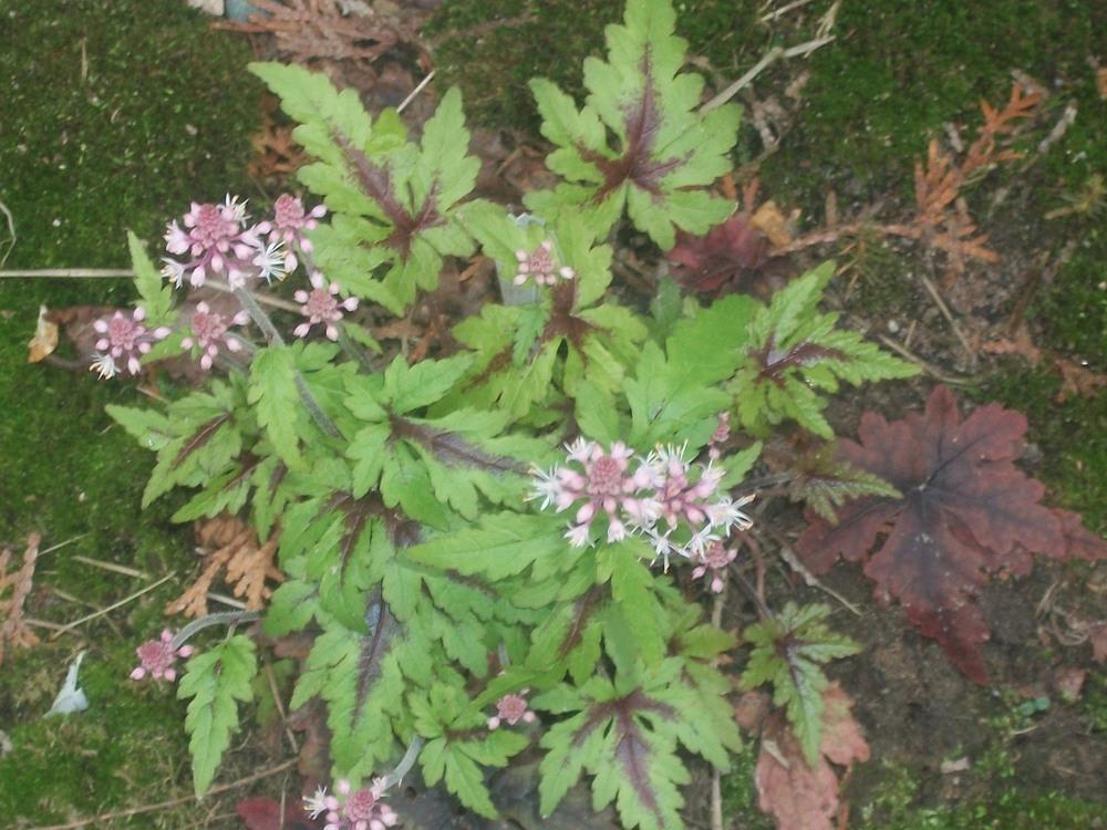 Photo of Foamflower (Tiarella 'Sugar and Spice') uploaded by ves
