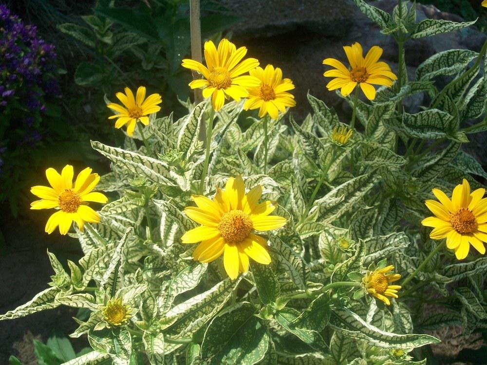 Photo of False Sunflower (Heliopsis helianthoides var. scabra Loraine Sunshine) uploaded by ves