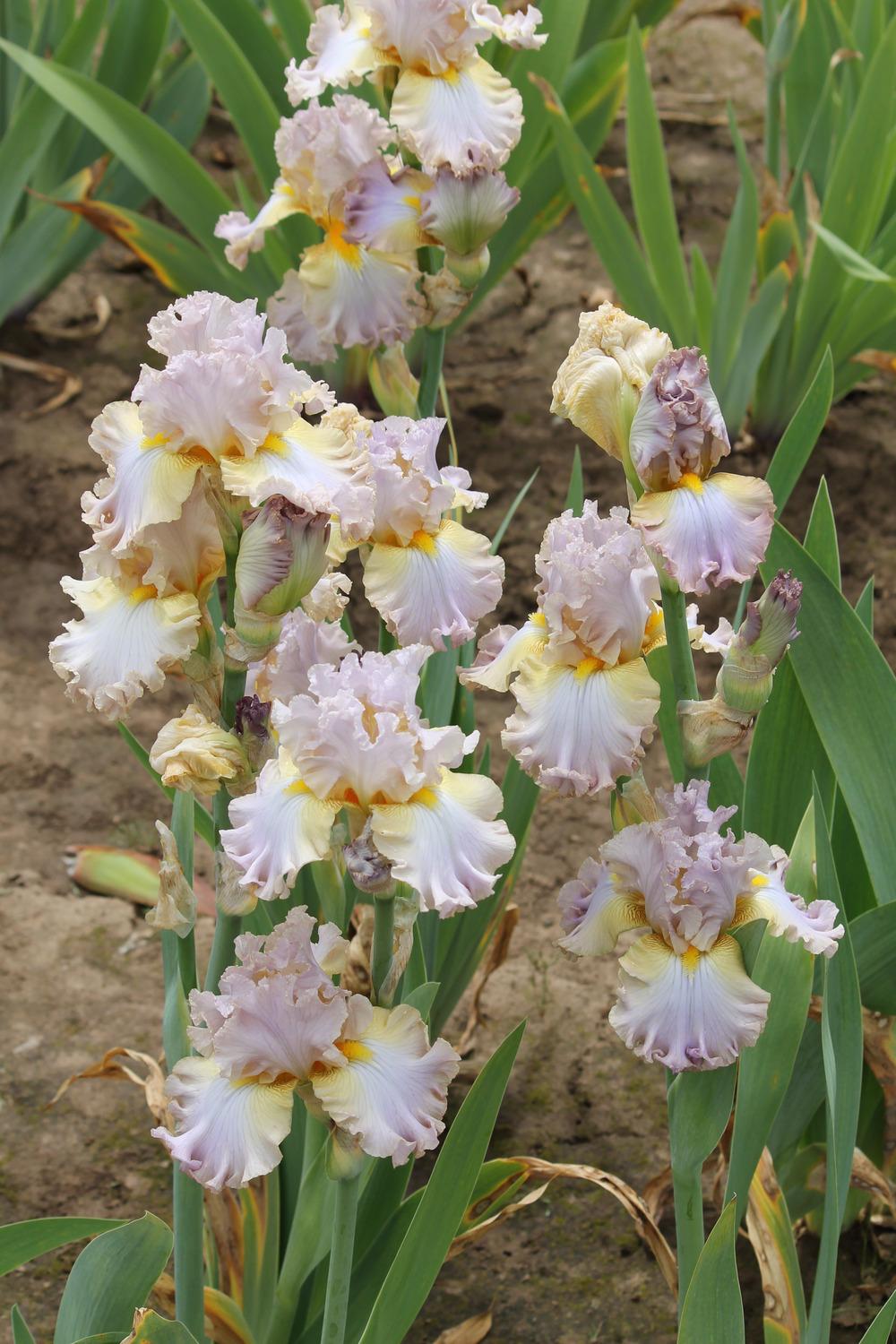 Photo of Tall Bearded Iris (Iris 'Au Contraire') uploaded by ARUBA1334