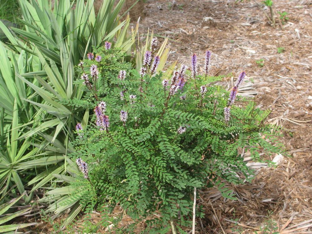 Photo of Crenulate Lead Plant (Amorpha crenulata) uploaded by Dutchlady1