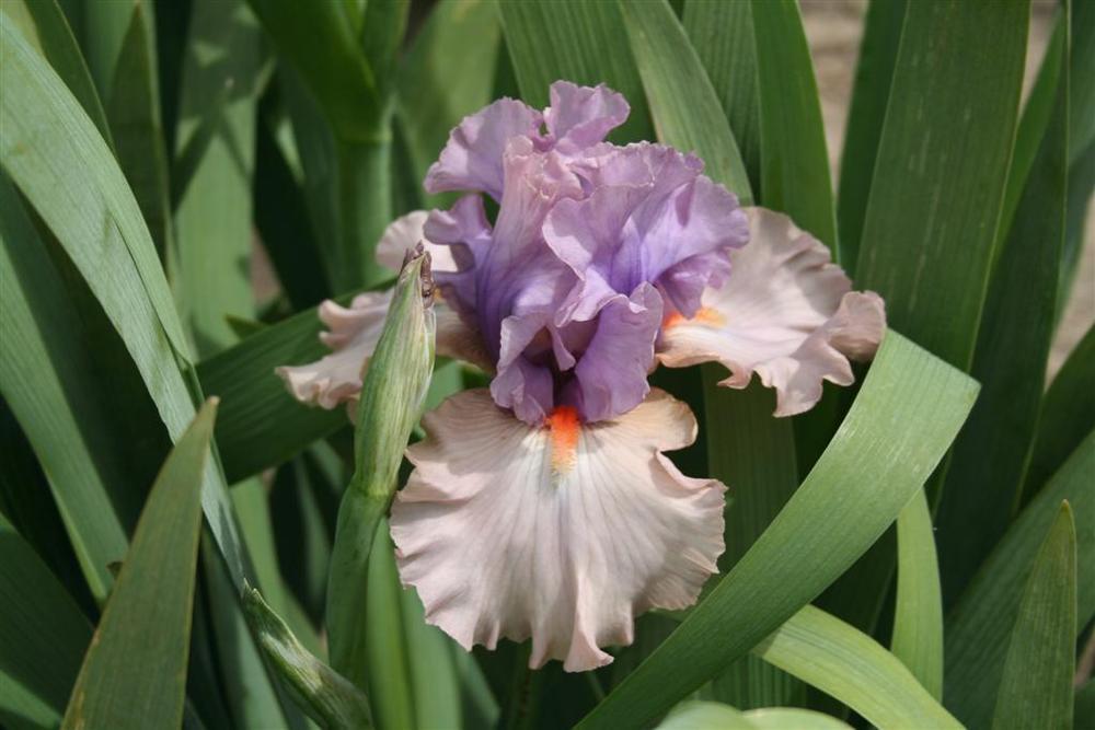 Photo of Tall Bearded Iris (Iris 'La Scala') uploaded by KentPfeiffer