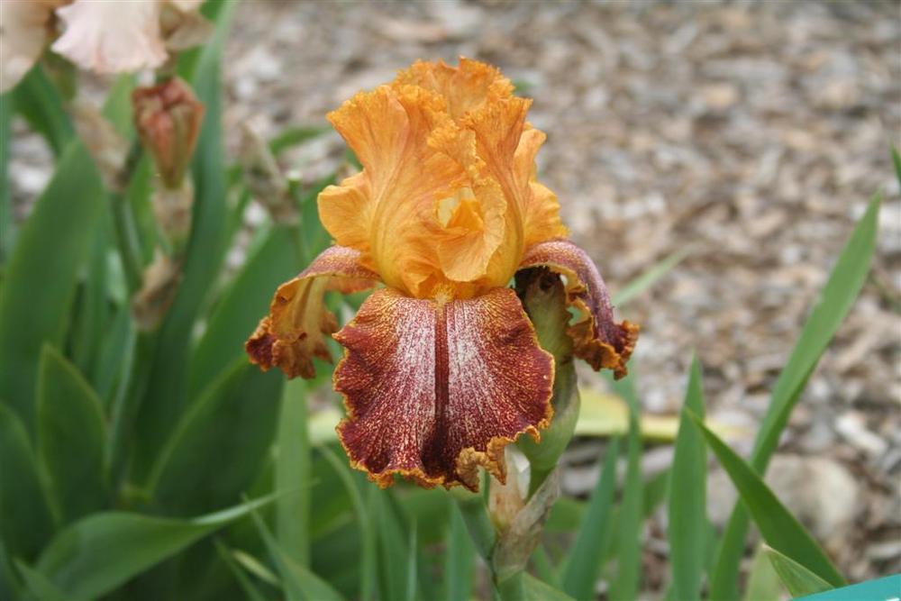 Photo of Tall Bearded Iris (Iris 'Kilt Lilt') uploaded by KentPfeiffer