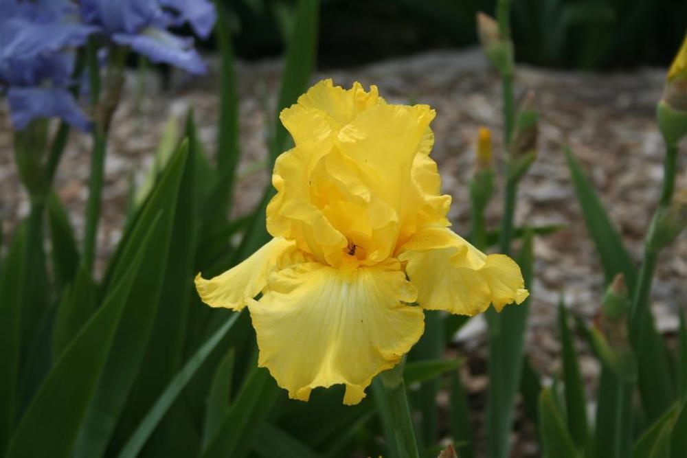 Photo of Tall Bearded Iris (Iris 'New Moon') uploaded by KentPfeiffer
