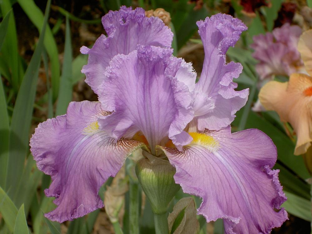 Photo of Tall Bearded Iris (Iris 'Morning Hymn') uploaded by Muddymitts