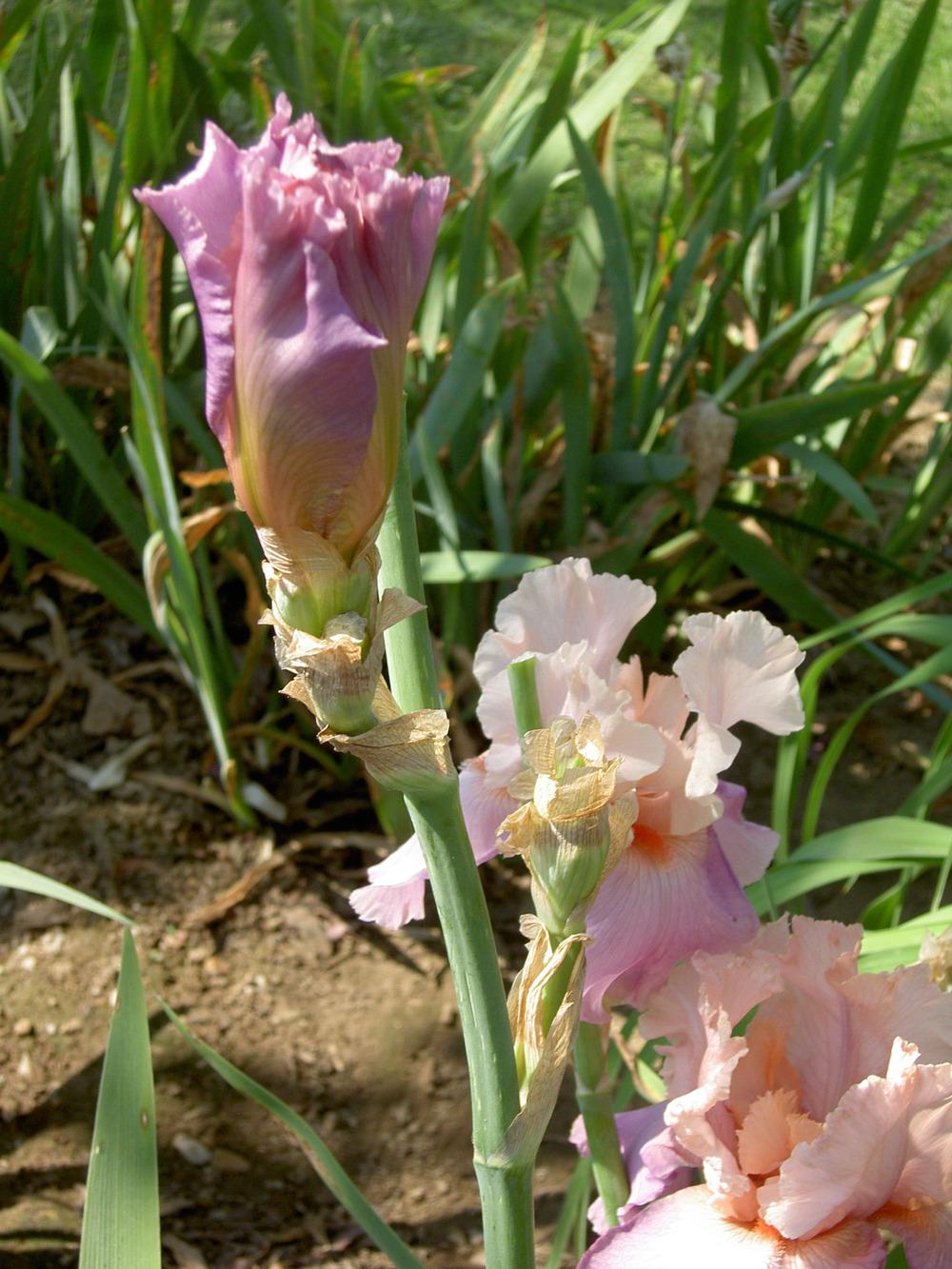 Photo of Tall Bearded Iris (Iris 'Amiable') uploaded by Muddymitts