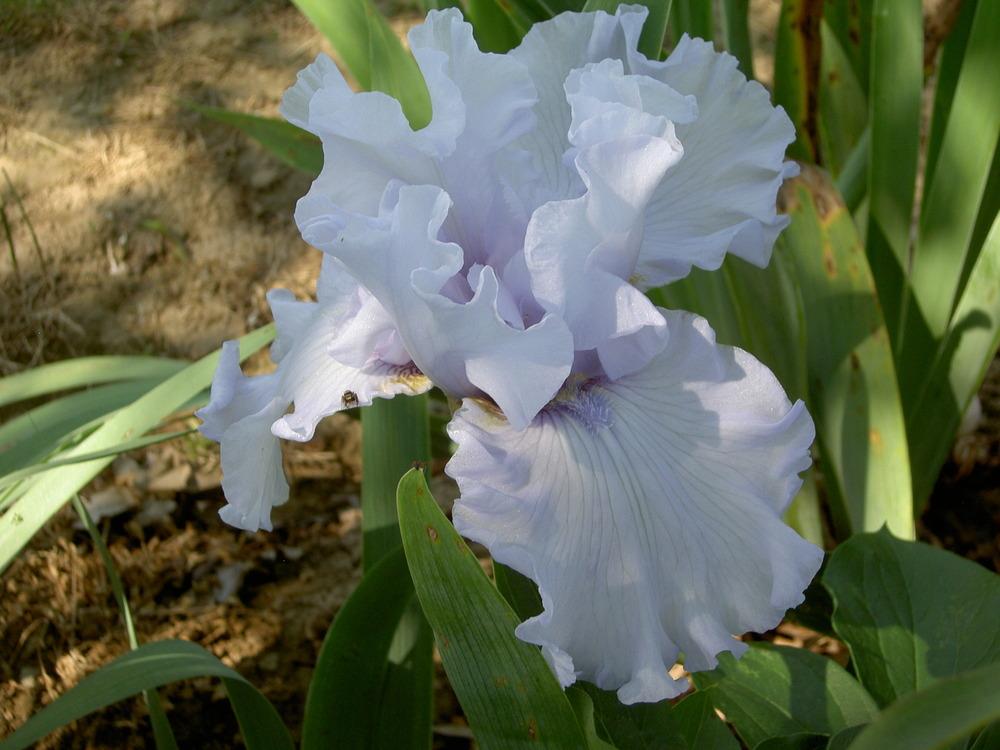 Photo of Tall Bearded Iris (Iris 'Silverado') uploaded by Muddymitts