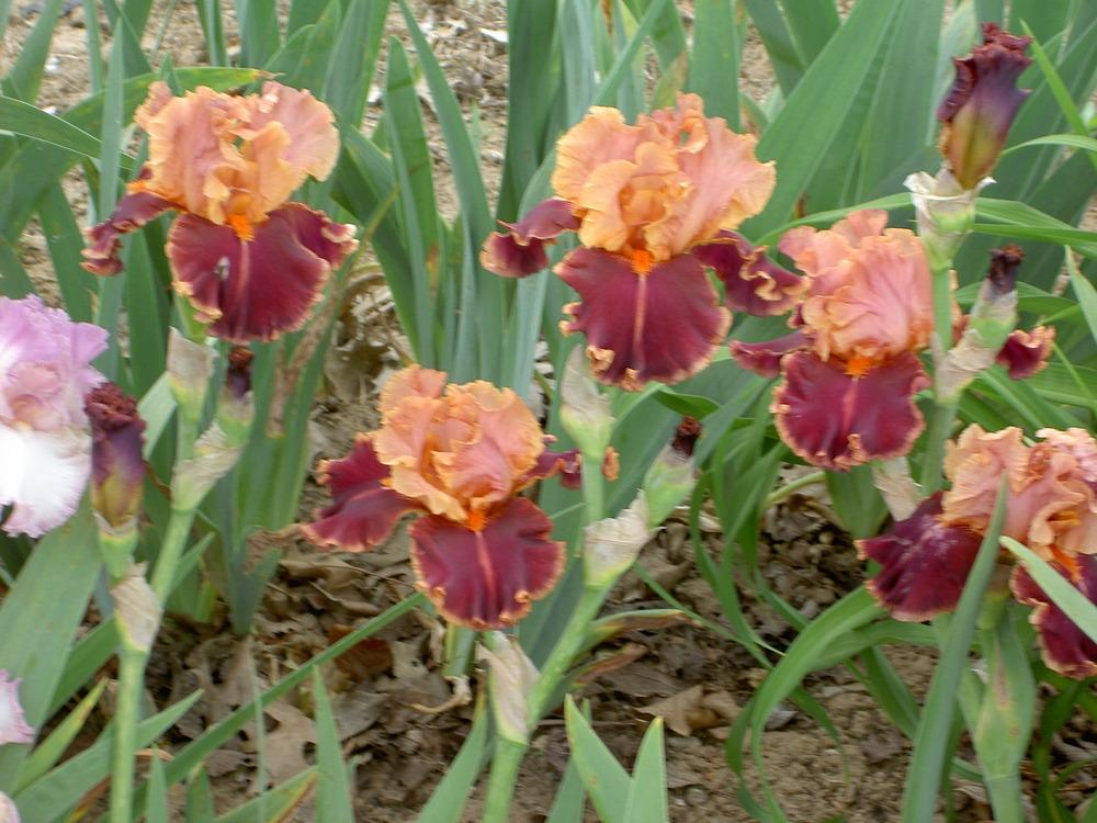 Photo of Tall Bearded Iris (Iris 'Impressionist') uploaded by Muddymitts