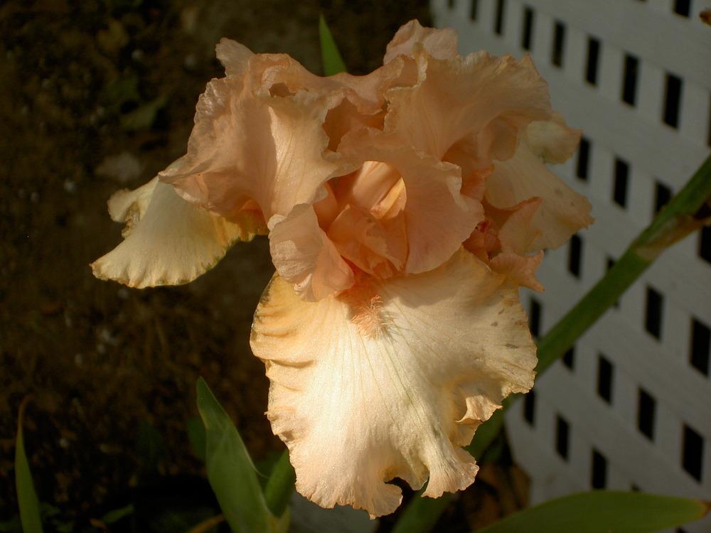 Photo of Tall Bearded Iris (Iris 'Lace Artistry') uploaded by Muddymitts