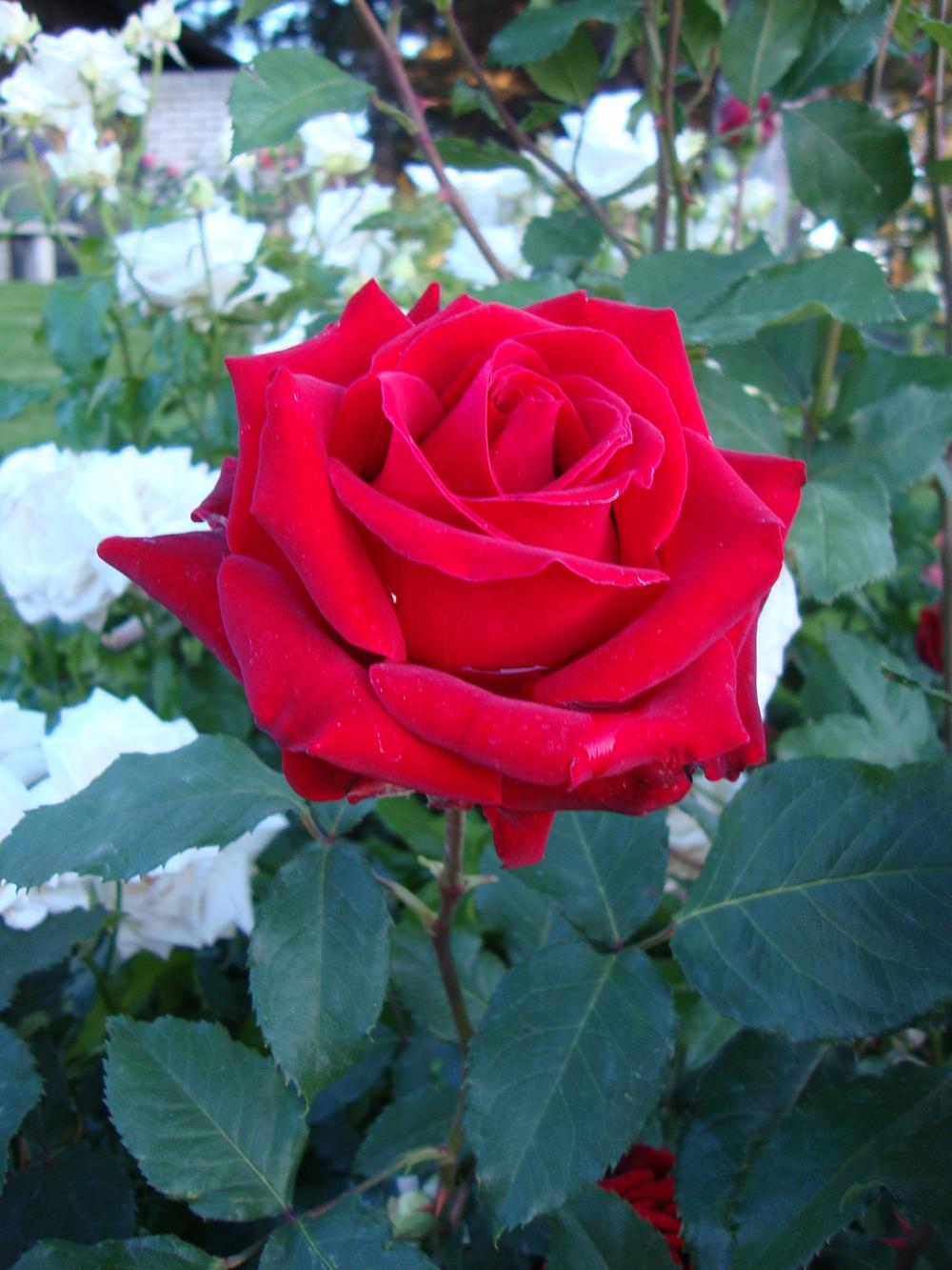 Photo of Rose (Rosa 'Cesar E. Chavez') uploaded by Paul2032