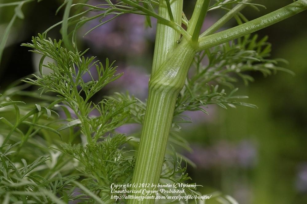 Photo of False Queen Anne's Lace (Visnaga daucoides) uploaded by bonitin
