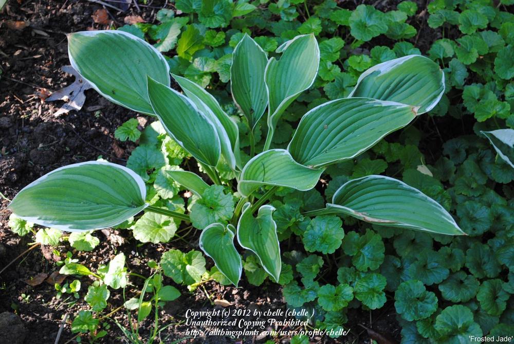 Photo of Hosta 'Frosted Jade' uploaded by chelle