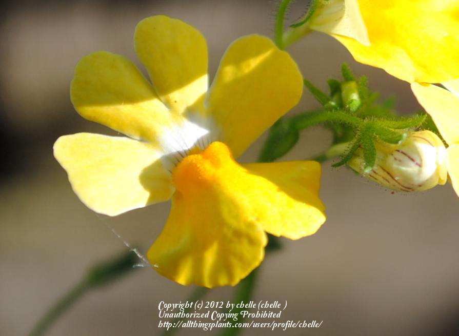 Photo of Nemesia Sunsatia® Lemon Improved uploaded by chelle
