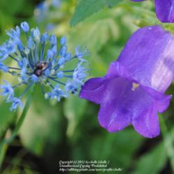 Location: My Northeastern Indiana Gardens - Zone 5b
Date: 2012-06-07
Shown with Canterbury Bell.