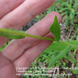 Location: zone 8 Lake City, Fl.
Date: 2012-06-01
note the hairy stem