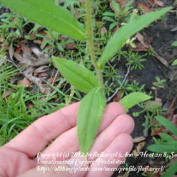 Location: zone 8 Lake City, Fl.
Date: 2012-06-01
leaves are hairy on top & underneath