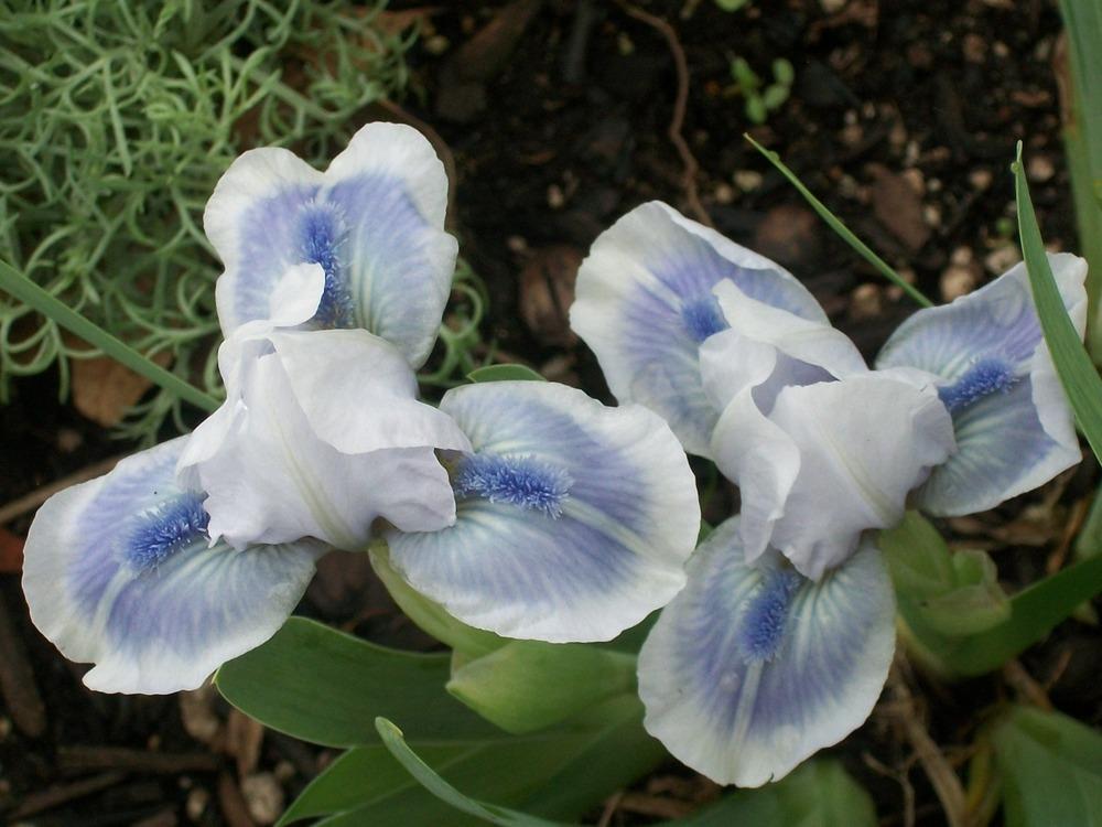 Photo of Irises (Iris) uploaded by ves