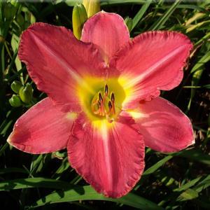 Photo Courtesy of Bluegrass Daylily Gardens. Used with Permission