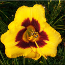 
Photo Courtesy of Bluegrass Daylily Gardens. Used with Permission